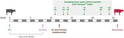 RNA-Seq Transcriptome Analysis of Peripheral Blood From Cattle Infected With Mycobacterium bovis Across an Experimental Time Course